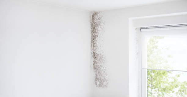 Best Mold Damage Restoration  in Newark, NJ
