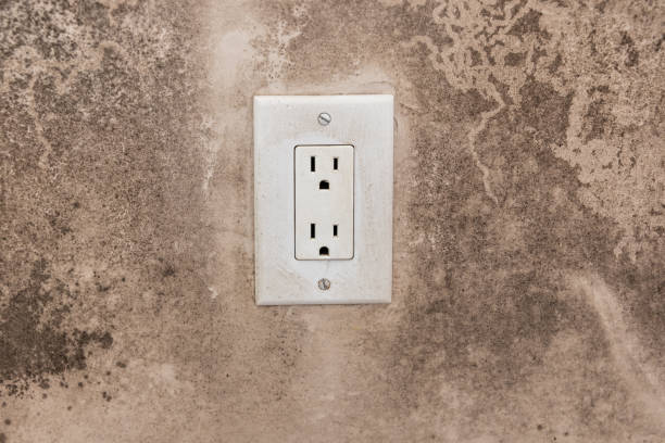 Best Black Mold Removal  in Newark, NJ